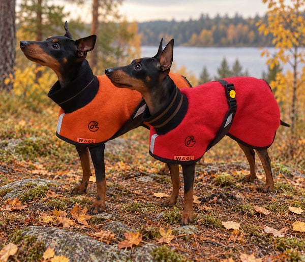 Dogs wearing orange and red HelsiTar wool coats beside an autumn lake